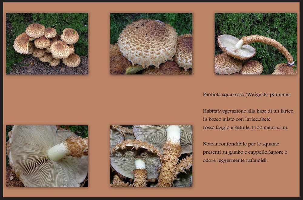 Pholiota squarrosa (Weigel: Fr.) Kummer